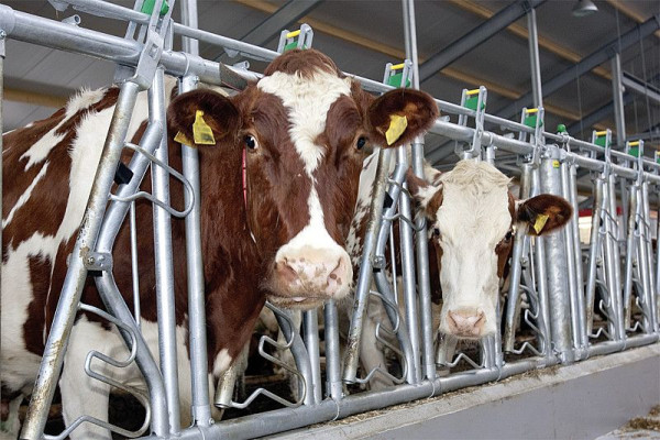 Patura Fressgitter für Tierbehandlung, 321049