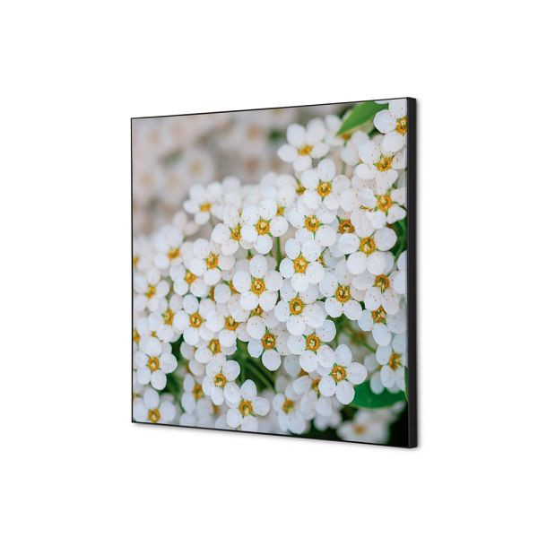 Showdown Displays Spannstoff Wanddekoration SET 40 x 40 Weiße Blume Spirea, TFR22W400-SET-I3