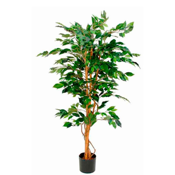STEIN HGS Pflanz Ficus Benjamina, exklusive Blumentopf, Höhe 1500 mm, 84184.0001