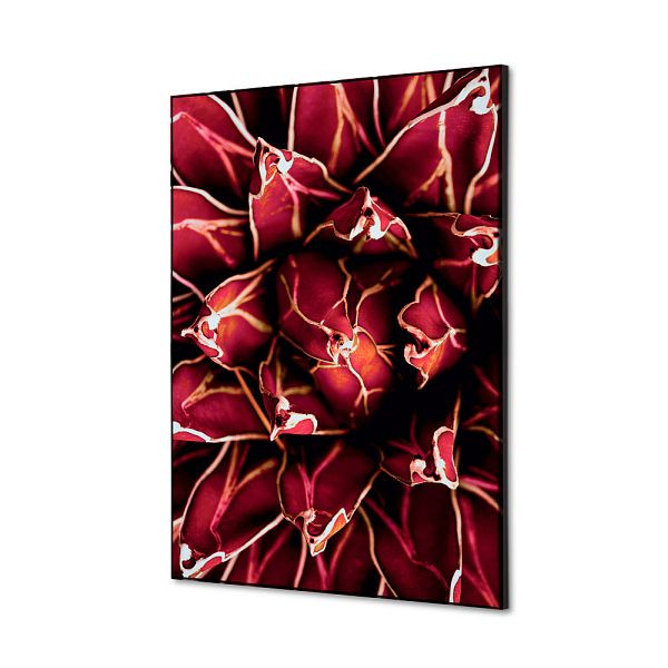 Showdown Displays Spannstoff Wanddekoration SET A2 Kaktus Rot, TFR22WA2-SET-I821