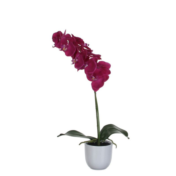 STEIN HGS Pflanz Nachtfalter-Orchidee, grün, lila, Höhe 600 mm, 84188.0003