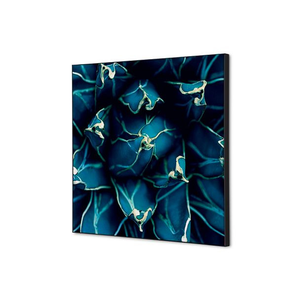 Showdown Displays Spannstoff Wanddekoration SET 40 x 40 Kaktus Blau, TFR22W400-SET-I819