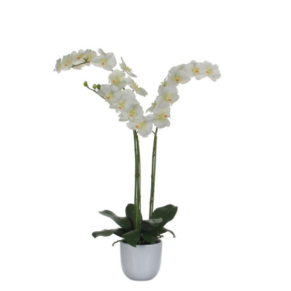 STEIN HGS Pflanz Nachtfalter-Orchidee, grün, weiß, Höhe 1000 mm, 84188.0001