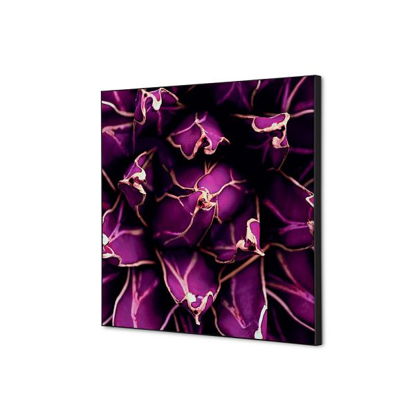 Showdown Displays Spannstoff Wanddekoration SET 40 x 40 Kaktus Lila, TFR22W400-SET-I822
