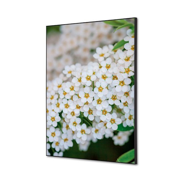 Showdown Displays Spannstoff Wanddekoration SET A2 Weiße Blume Spirea, TFR22WA2-SET-I3