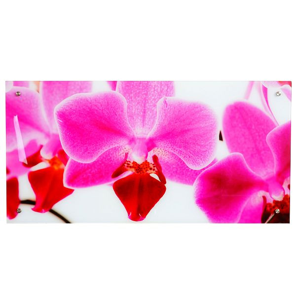 Mendler Glasbild T115, Wandbild Poster Motiv, 50x100cm, Orchidee, 34248